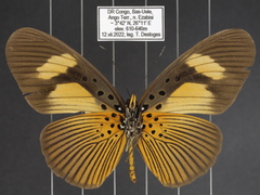 Pseudacraea eurytus eurytus