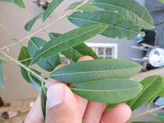 Eugenia pyriformis