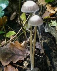 Mycena filopes