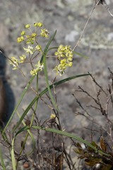 Asclepias praemorsa