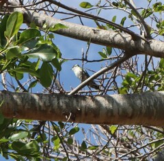 Chrysococcyx caprius