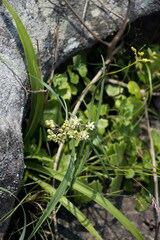 Asclepias praemorsa