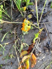 Manulea tomentosa