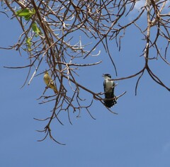 Chrysococcyx caprius