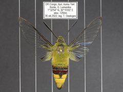 Cephonodes hylas virescens