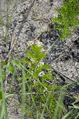 Asparagus densiflorus