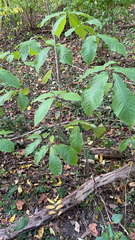 Asimina triloba