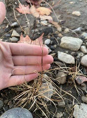 Sporobolus neglectus
