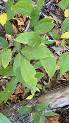 Calycanthus floridus