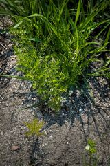 Asparagus densiflorus