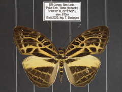 Catuna niji