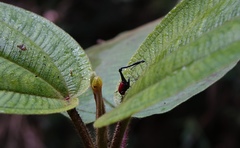 Trachelophorus giraffa