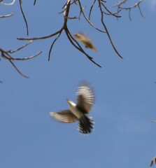 Chrysococcyx caprius