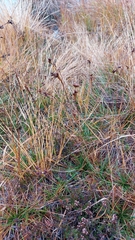 Juncus squarrosus