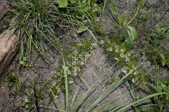 Asparagus densiflorus