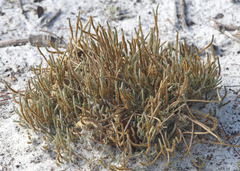 Selaginella arenicola