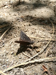 Erynnis propertius