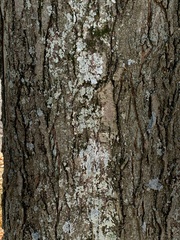 Punctelia missouriensis