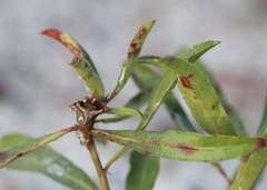 Stillingia sylvatica