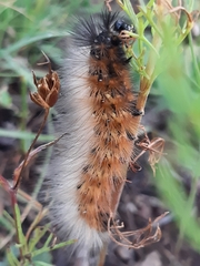 Lepidoptera