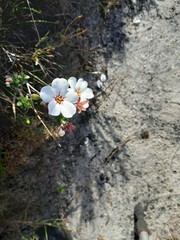 Adenandra