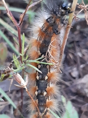 Lepidoptera