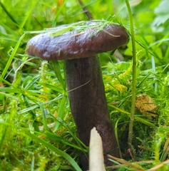 Lactarius pseudomucidus