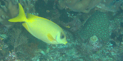 Siganus corallinus