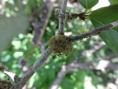 Teloschistes flavicans