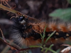 Lepidoptera