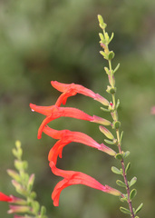 Clinopodium coccineum