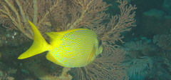 Siganus corallinus