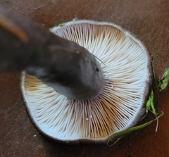 Lactarius pseudomucidus