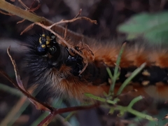 Lepidoptera
