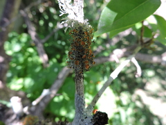 Teloschistes flavicans