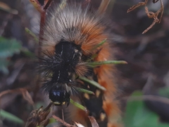Lepidoptera