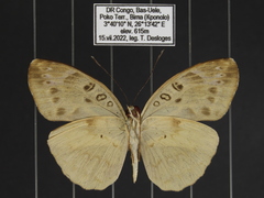 Catuna niji