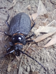 Acanthinodera cumingii