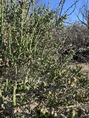 Cylindropuntia leptocaulis