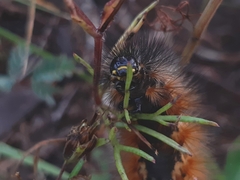 Lepidoptera