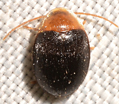 Sacodes thoracica