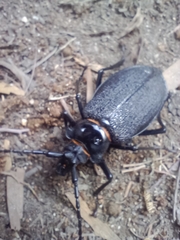 Acanthinodera cumingii