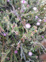 Diastella divaricata divaricata