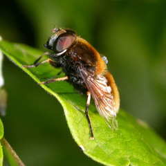 Eristalis intricaria