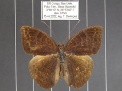 Euriphene incerta incerta