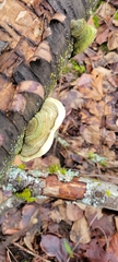 Trametes hirsuta