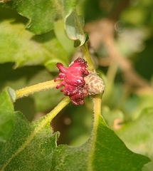 Andricus grossulariae