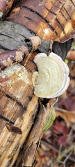 Trametes hirsuta