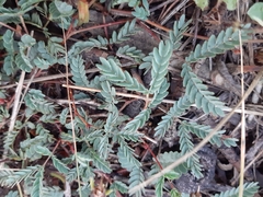Calliandra humilis