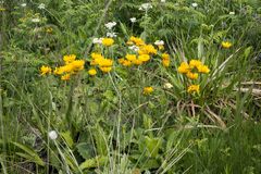Berkheya setifera